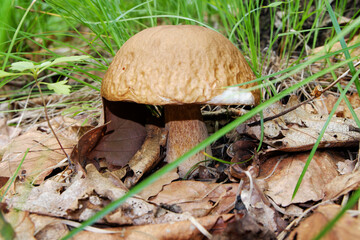 Edible white mushroom boletus grown in the forest.