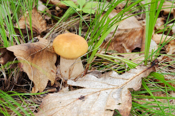 Edible white mushroom boletus grown in the forest.