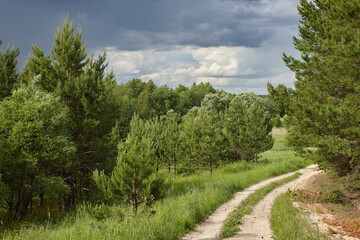 Fototapeta na wymiar road in the forest and sky