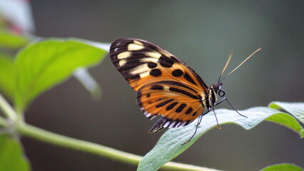 Butterfly with orange and black wings on a leaf at a butterfly garden in Mindo, Ecuador