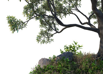 Foreground Tree on a white background