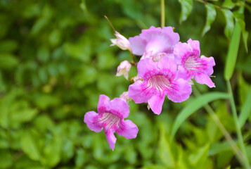 Fototapeta premium Small purple flowers and petals are blooming beautifully in a Thai garden and soft blur.