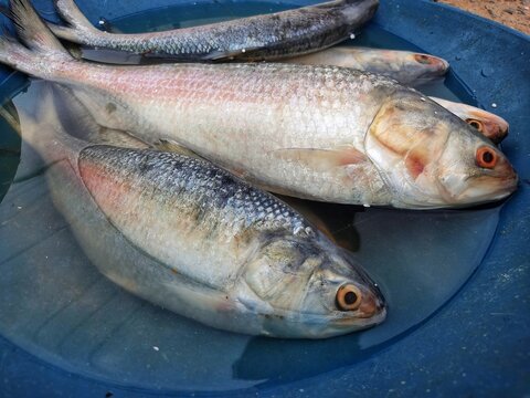 big ilisi fish in a pot hilsa elongata tenulosa ilisha for sale