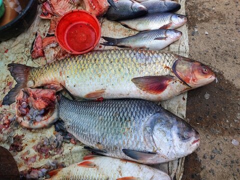 big carp fish in indian fish market for sale hd