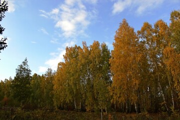 Fototapeta premium autumn forest on the trees the leaves turn yellow against the blue sky