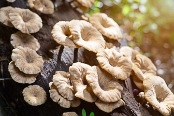 Mushrooms grow naturally on the bark of the tree.