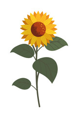 sunflower and leaves