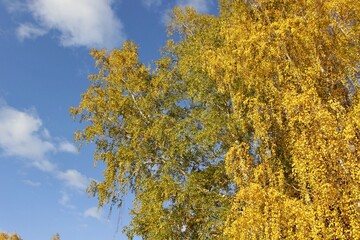 autumn forest on the trees the leaves turn yellow against the blue sky