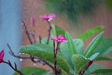Frangipani (Plumeria rubra) with raindrops. Flowers used in Hawaiian costumes