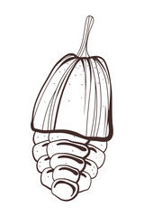 cacao grains icon