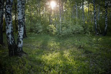 birch grove in the morning