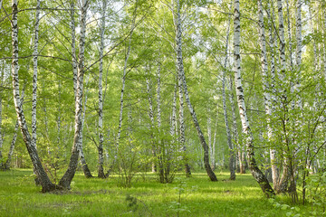 birch grove in the early morning