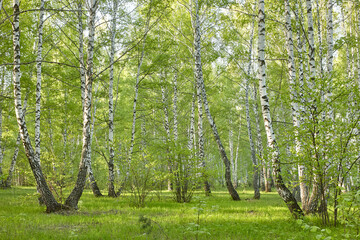Fototapeta premium birch grove in the early morning