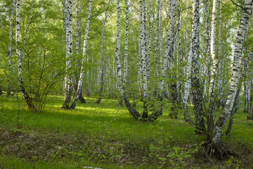 birch grove in the early morning