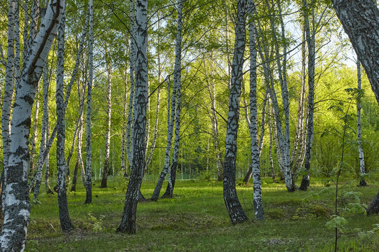 birch grove in the morning