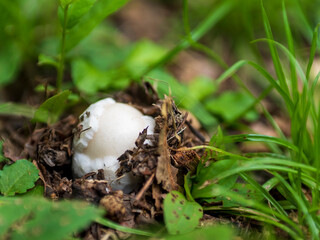 キノコの卵
