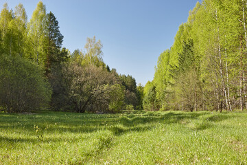 landscape with trees