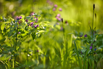 flowers in the forest