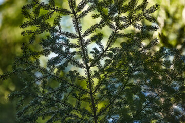 spruce branch on a green background