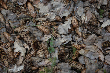 fir cones