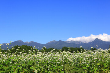 Fototapeta na wymiar そばの花と夏の山
