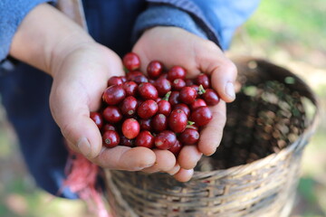 organic arabica coffee beans agriculturist  in farm.harvesting Robusta and arabica  coffee berries...