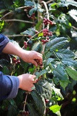 organic arabica coffee beans agriculturist  in farm.harvesting Robusta and arabica  coffee berries...