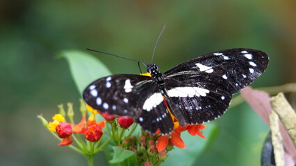 Butterfly with black and white wings on a milkweed flower at a butterfly garden in Mindo, Ecuador