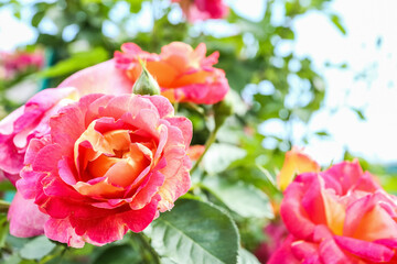 Beautiful blooming roses in garden, closeup