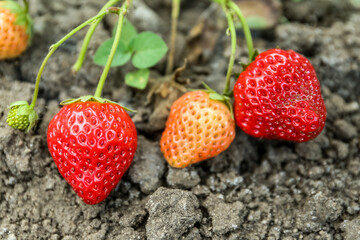 Bushes with delicious strawberry in garden, closeup