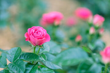 Close up Pink Rose flower on blur background.