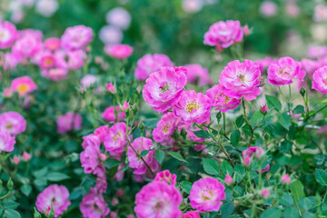 Close up Pink Rose flower on blur background.