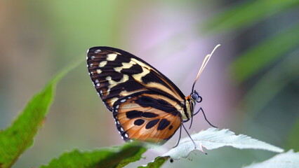 Butterfly with orange and black wings on a leaf at a butterfly garden in Mindo, Ecuador