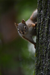 Tiny red squirrel on a tree in Alaska's boreal forest.