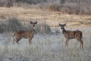 Naklejka na ściany i meble Spotted deers standing in the forest in India, a beautiful male with horns and a young