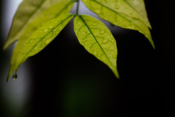 green leaf with water drops