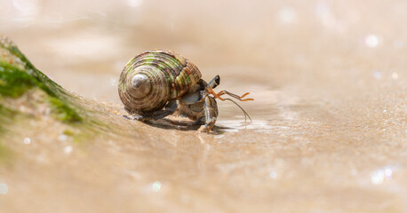 Beautiful hermit crab crawls down from a rock covered with moss in the beach.