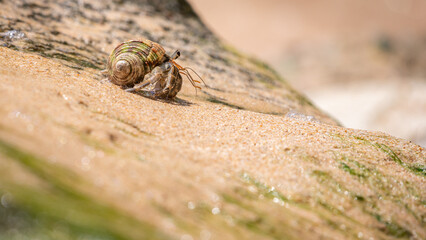 Hermit crab crawling on the sandy beach.