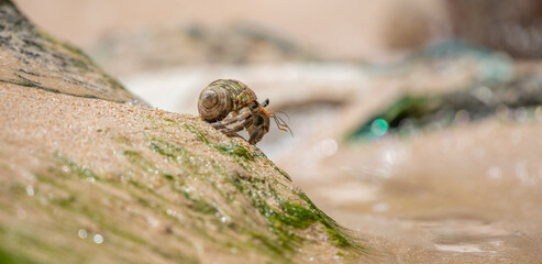 Hermit crab in its natural habitat, crawling down in the wet sand.