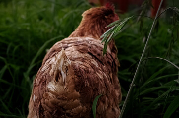 Free Ranging Chicken