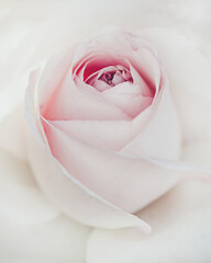 Beautiful pink roses of the Eden Rose variety (Pierre de Ronsard) - close-up, macro shot. Selective focus.