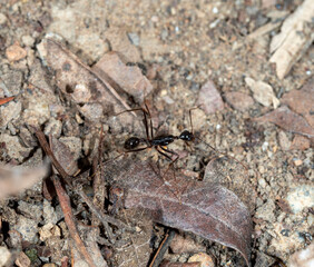 black ant walk on rough fround