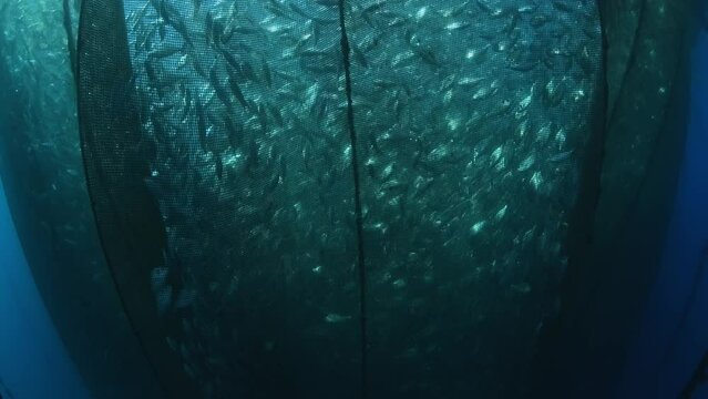 A fish farms underwater look in a distance.