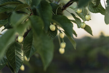 Young green fruits of cherries. Selective focus.