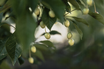Young green fruits of cherries. Selective focus.