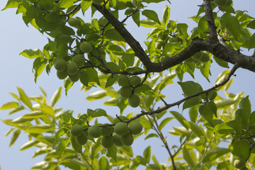 Plums hanging on branches on a farm.
