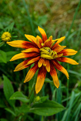 Beautiful flowers of rudbeckia
