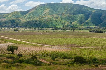 Paisaje de viñedos Santo Tomás en Valle de Guadalupe, Baja California, México