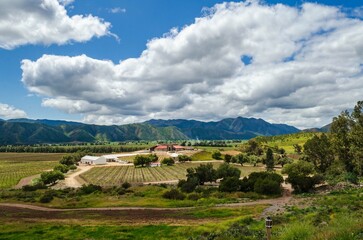Paisaje de viñedos Santo Tomás en Valle de Guadalupe, Baja California, México