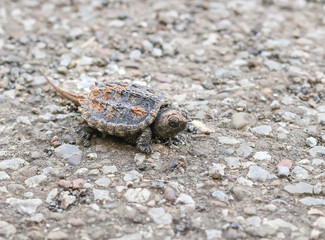 Common Snapping Turtle, Chelydra serpentina